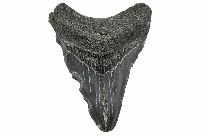 Juvenile Megalodon Tooth - South Carolina #195949